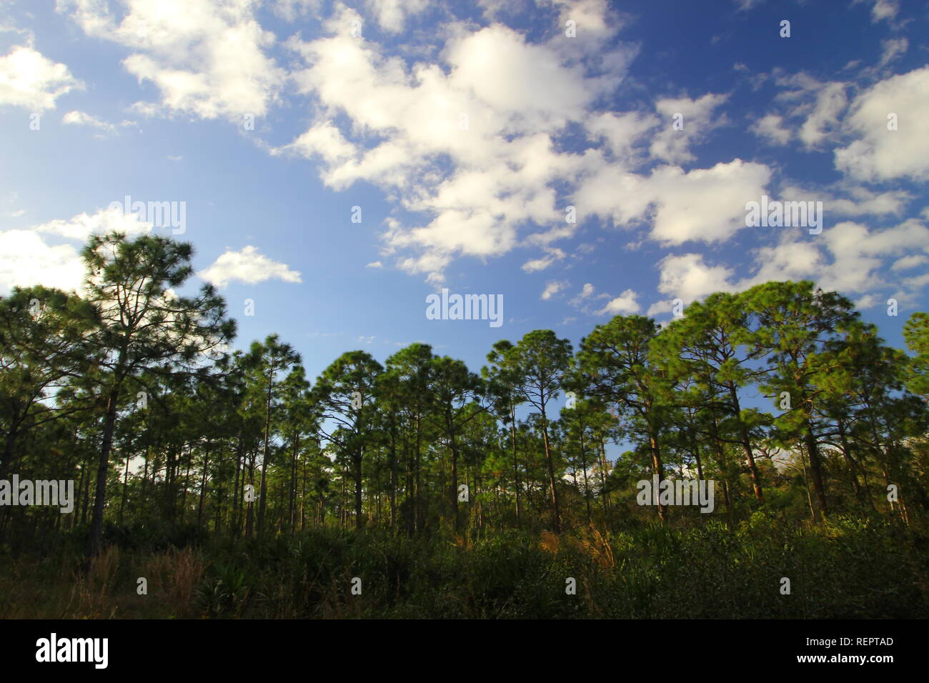 Oxbow Ecocenter, Fort Pierce, Florida Stock Photo Alamy