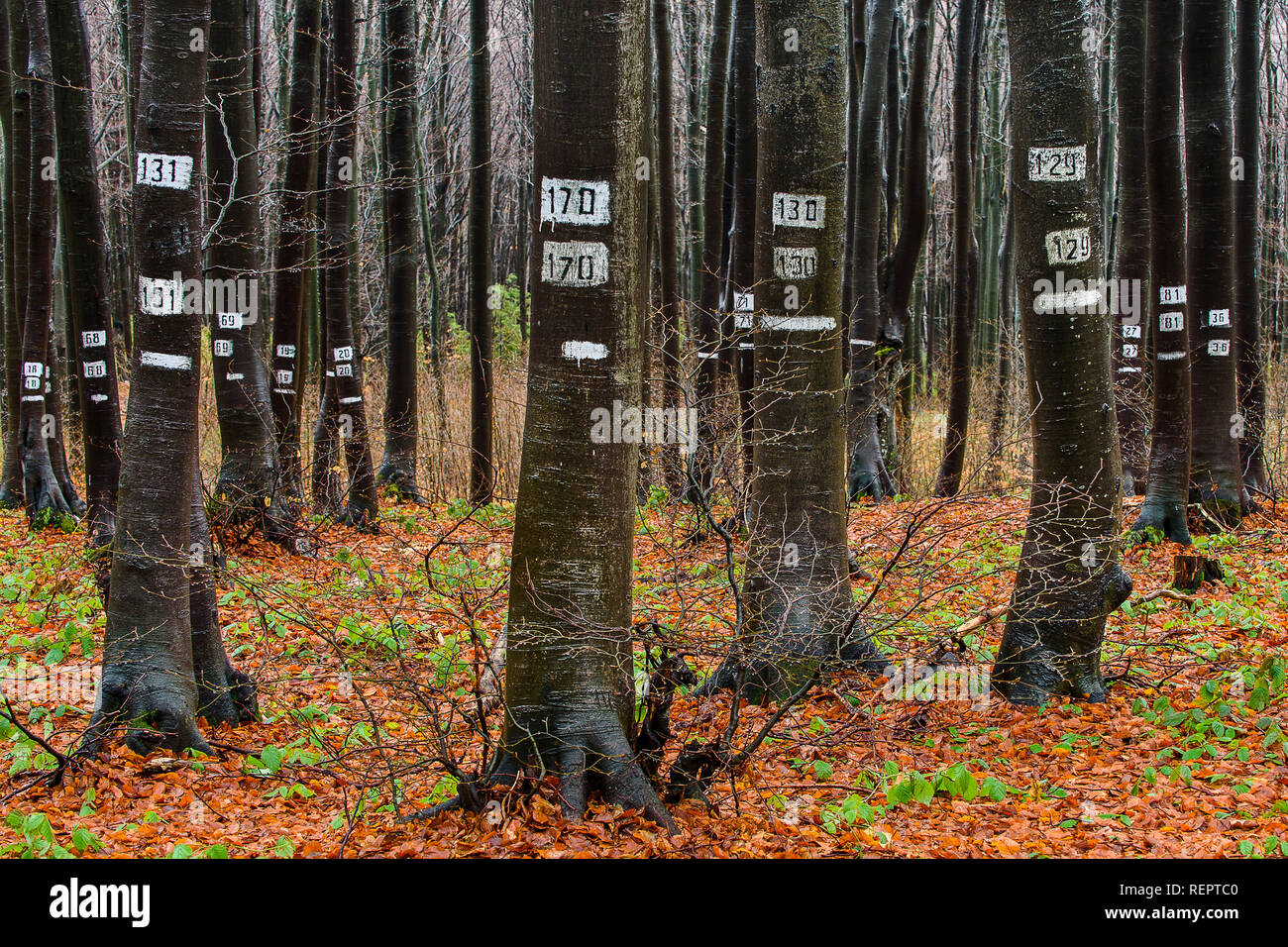Numbered forest in Bulgaria Stock Photo