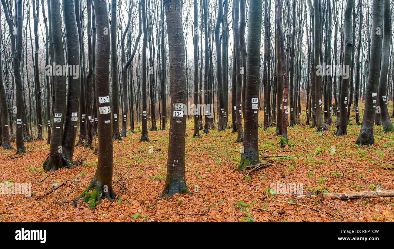 Numbered forest in Bulgaria Stock Photo