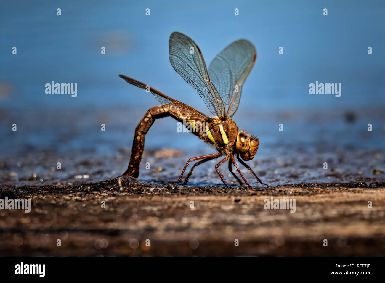 large dragonfly laying its eggs in water Stock Photo Alamy
