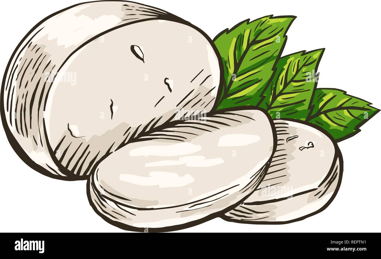 Cheese Buffalo mozzarella with basil leaves. Colored hand drawn engraving. Vector illustration. Stock Vector