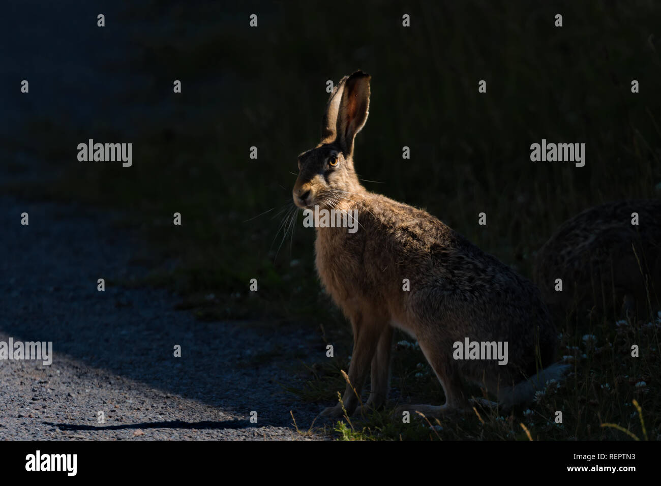 urban wildlife - hare in stockholm city Stock Photo