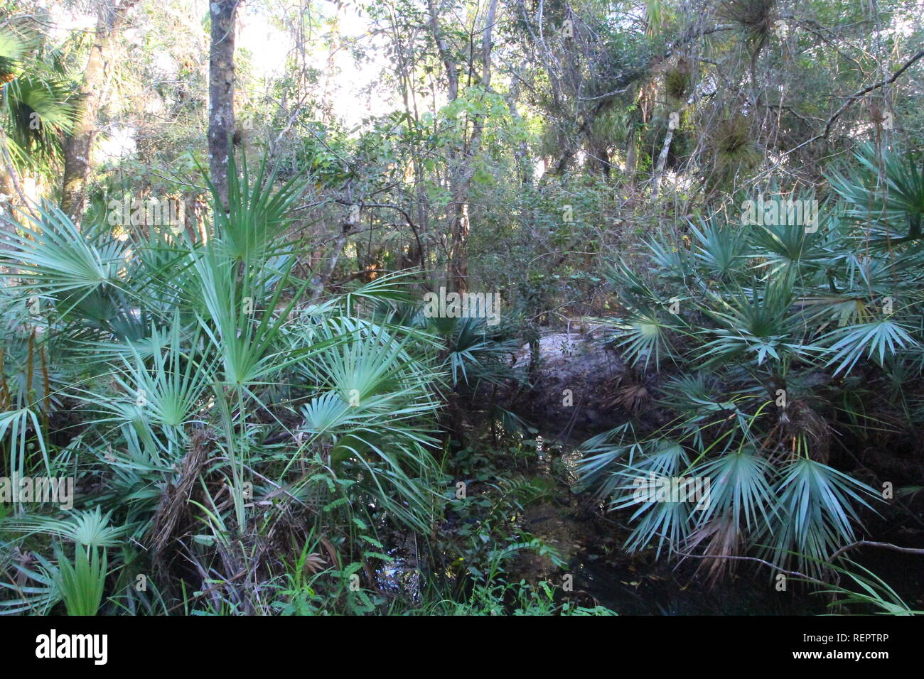 Oxbow Eco-center, Fort Pierce, Florida Stock Photo - Alamy
