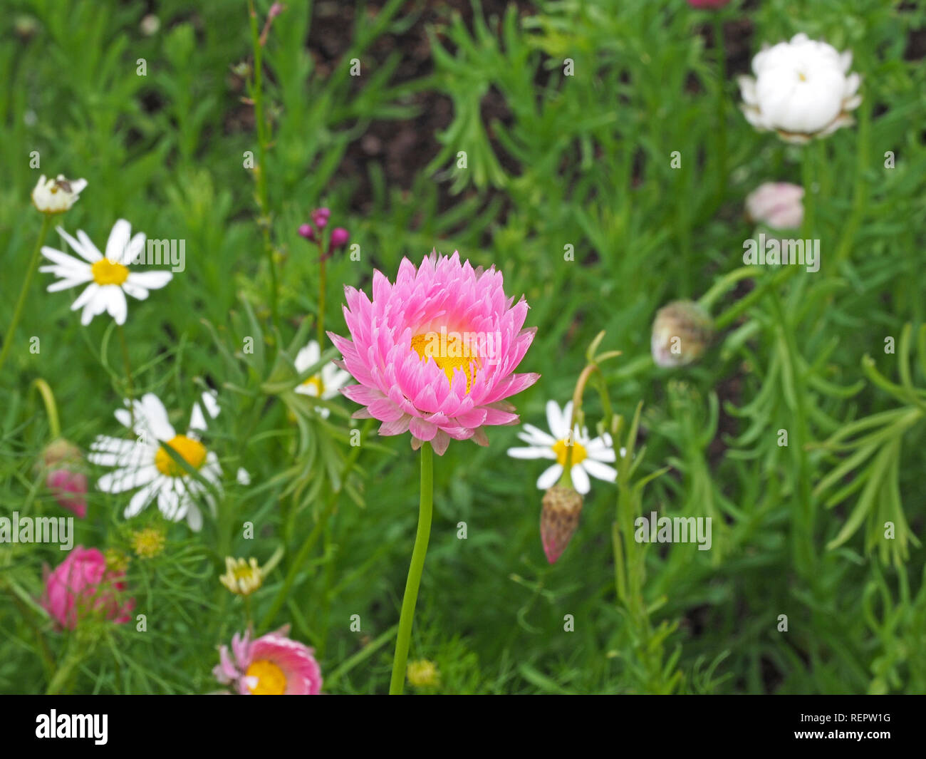 Tall pink white flower wild uk hi-res stock photography and images - Alamy