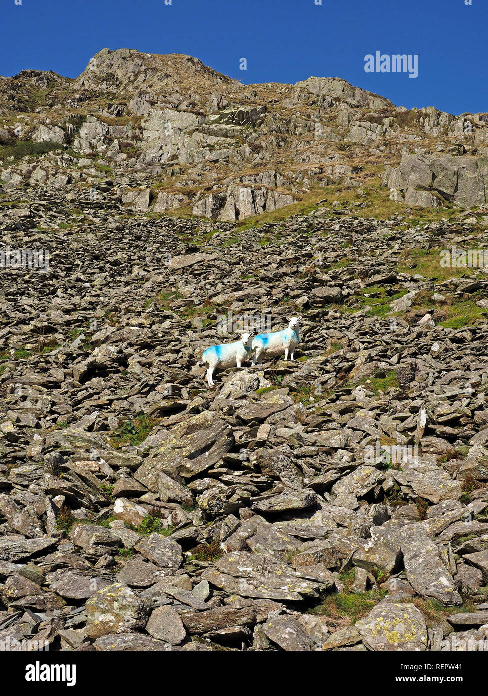 two hardy white sheep with blue dye marks high on slate scree under blue sky near High Street in the Lake District, Cumbria, England, UK Stock Photo