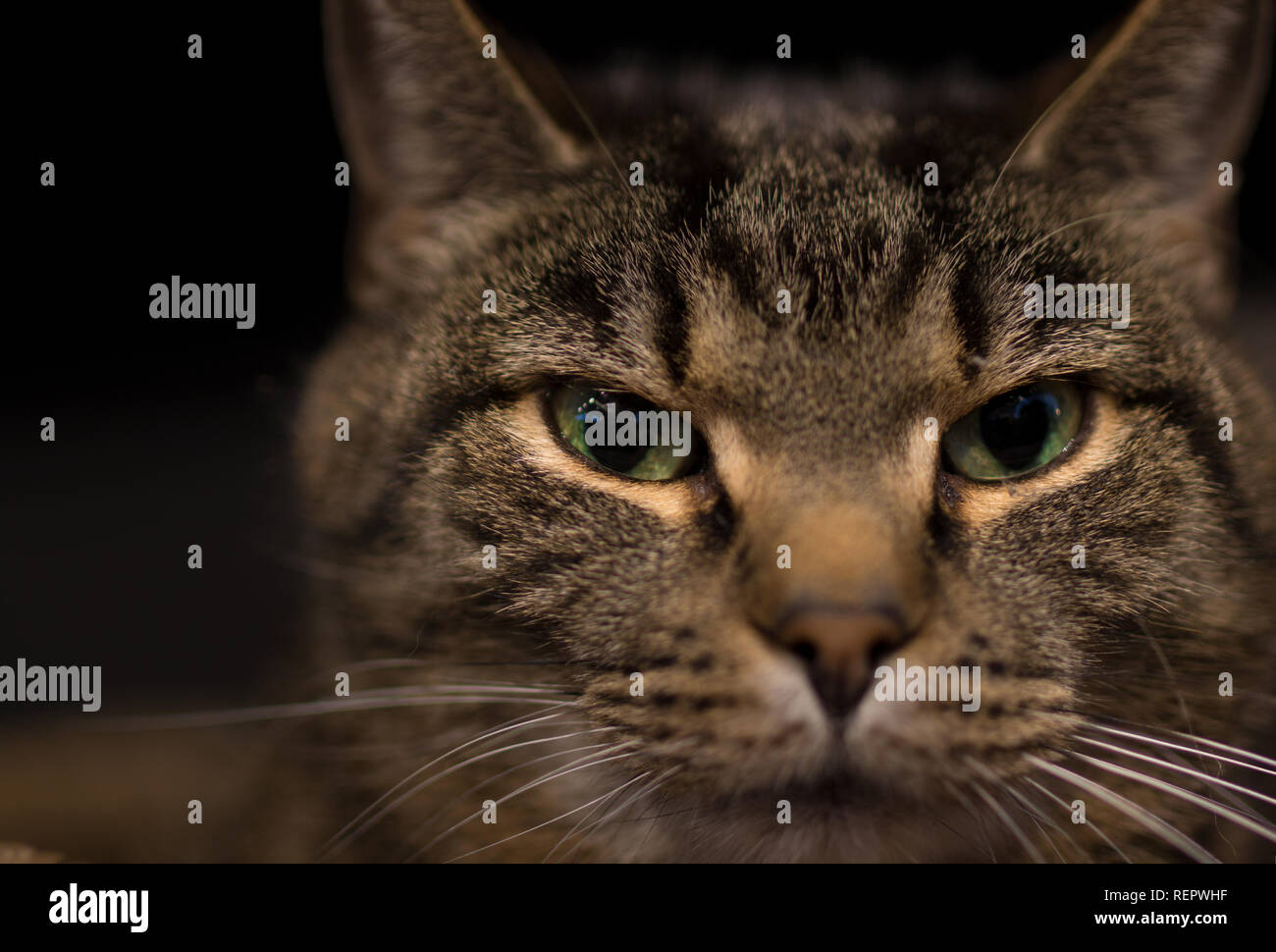 close-up portrait of cute domestic cat Stock Photo - Alamy