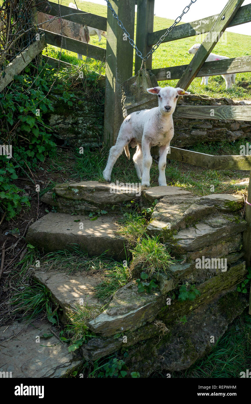 Baby lamb standing at a gated stile in South Hams, Devon, UK Stock Photo