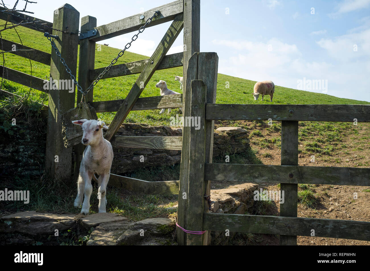Baby lamb standing at a gated stile with sheep in the field behind, South Hams, Devon, UK Stock Photo