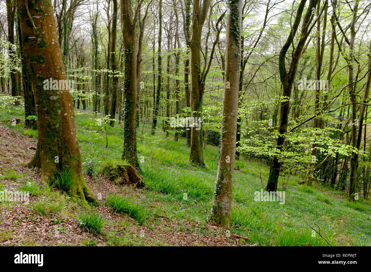 Beech trees in springtime in Ermington Wood, South Devon, UK Stock Photo