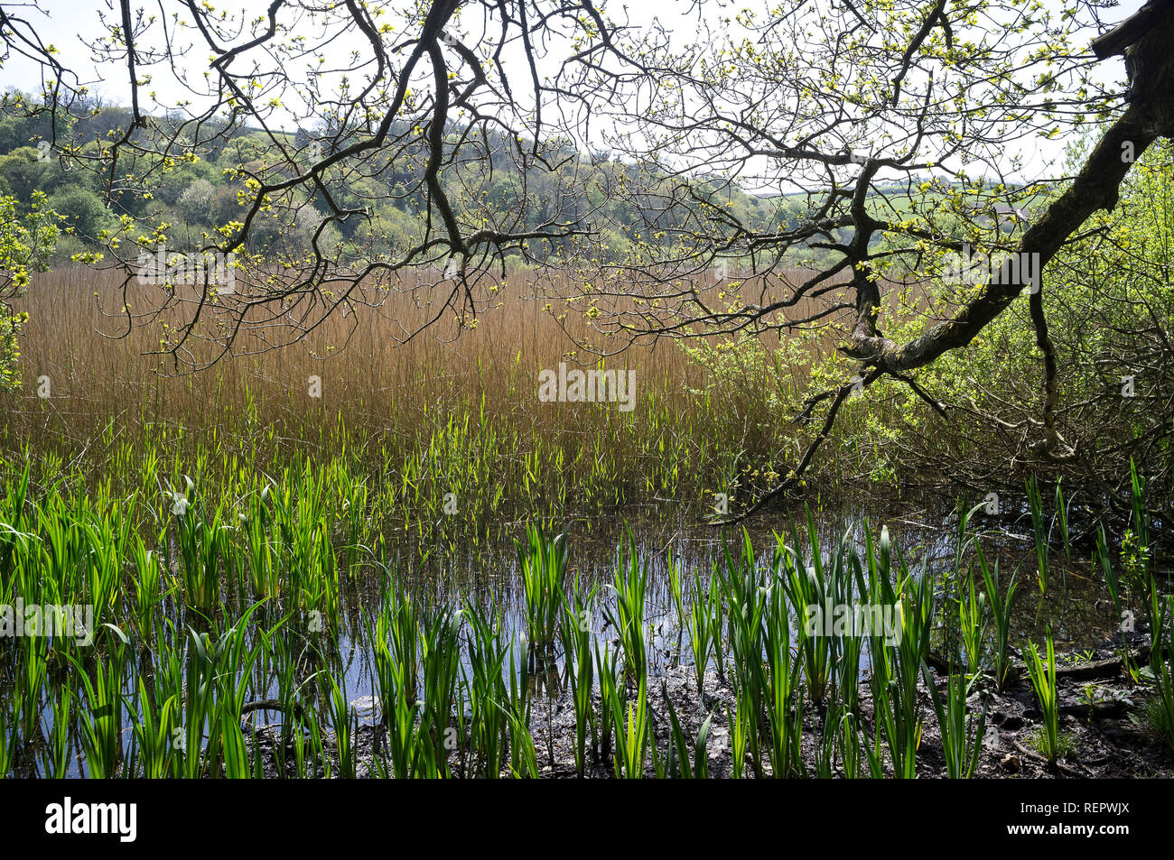 Reedbeds at Slapton Ley National Nature Reserve, Devon UK Stock Photo