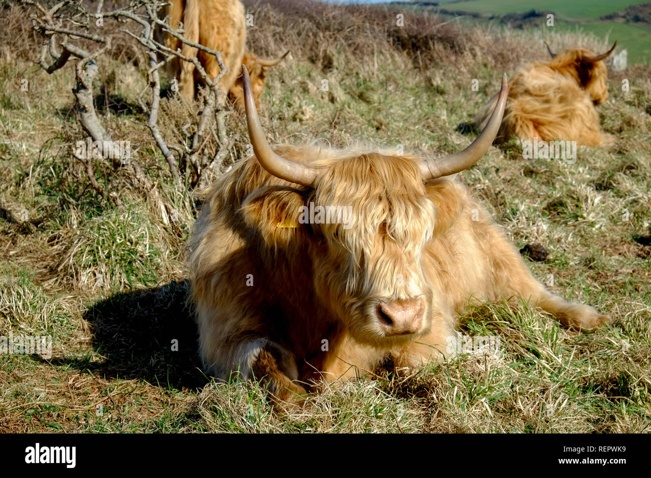 Highland cattle (Bos taurus) sleeping or grazing on National Trust coastal land. Bolberry Down, South Hams, Devon. UK Stock Photo
