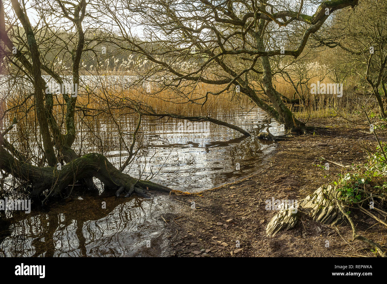 The water's edge at Slapton Ley National Nature Reserve, South Hams, Devon UK Stock Photo