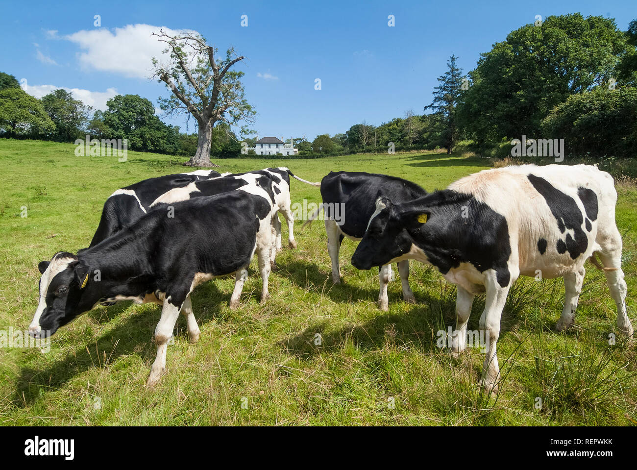 Dairy cows (Holstein-Friesian) grazing on green pasture. South Hams, Devon. UK Stock Photo