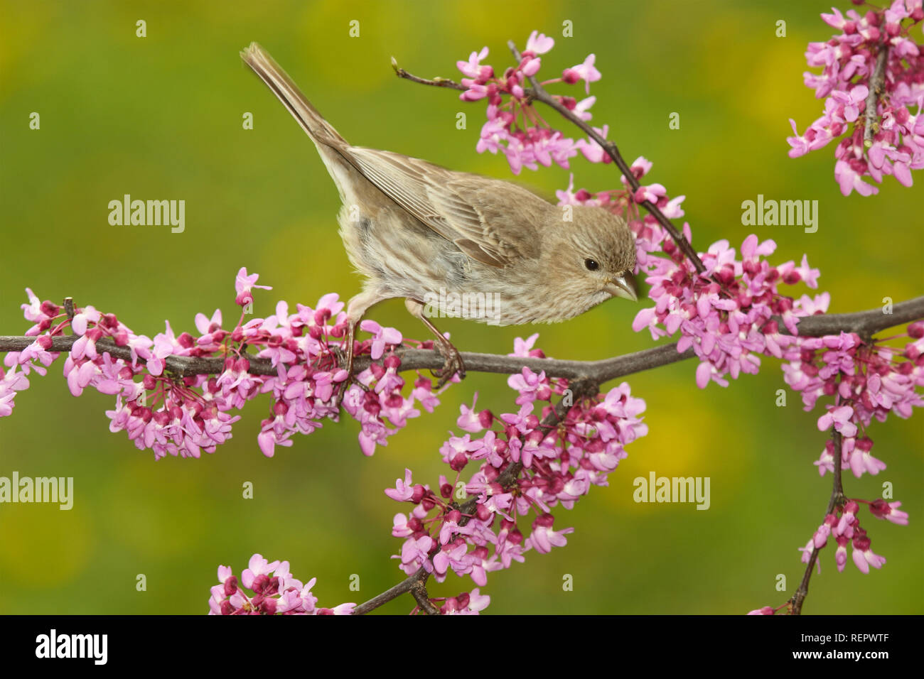A female House Finch paused among Redbud blossoms. Stock Photo