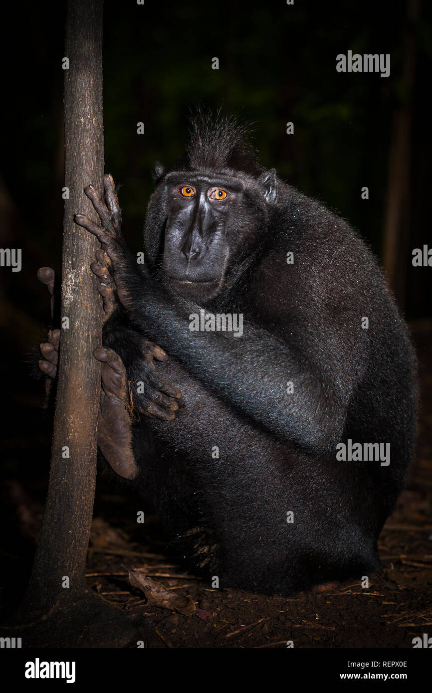 Black crested macaque sitting on forest floor Stock Photo