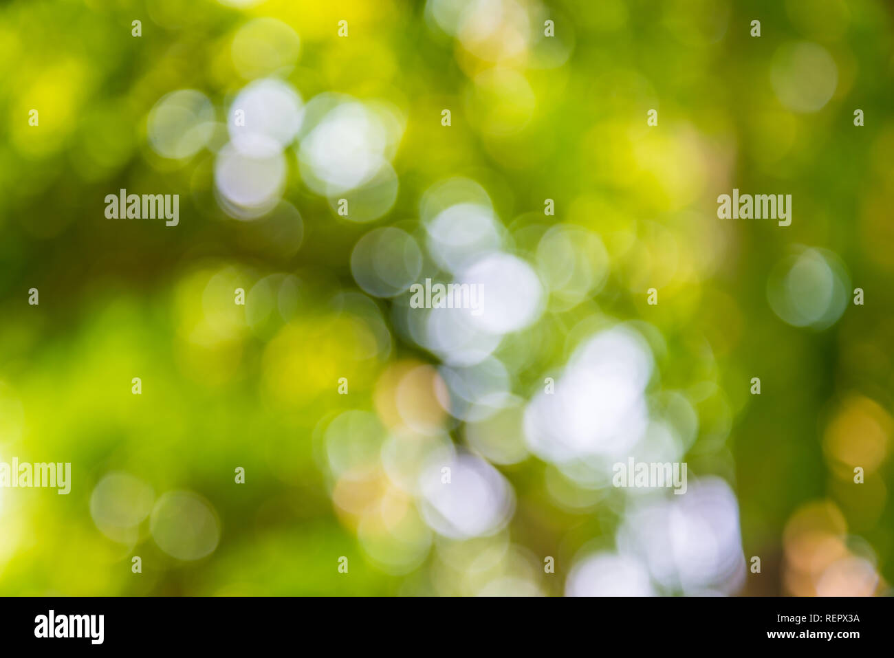 Zoom shot out of focus green tree for background. Bokeh Stock Photo Alamy