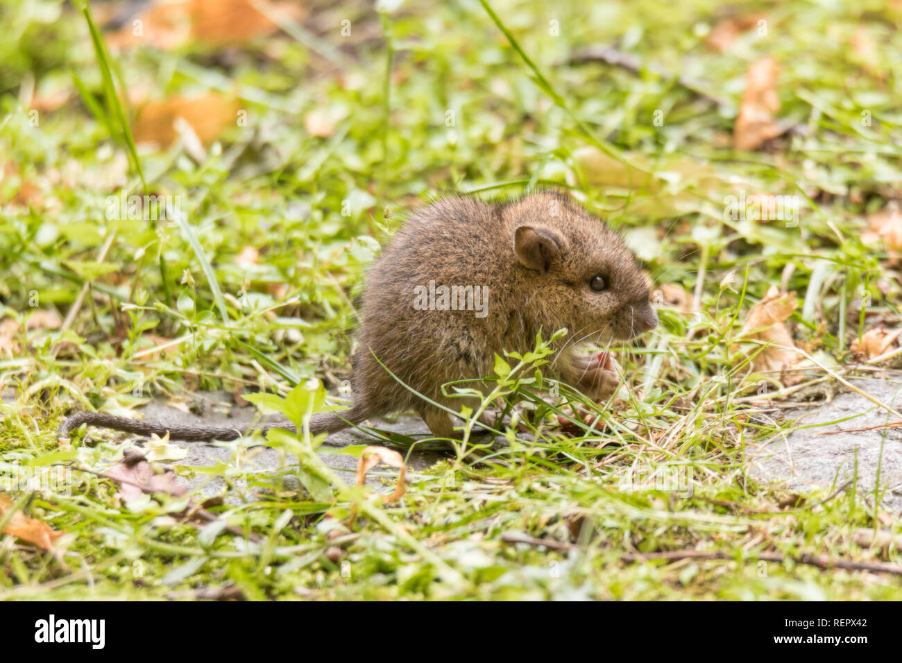 wild baby rat or mouse on garden lawn Stock Photo