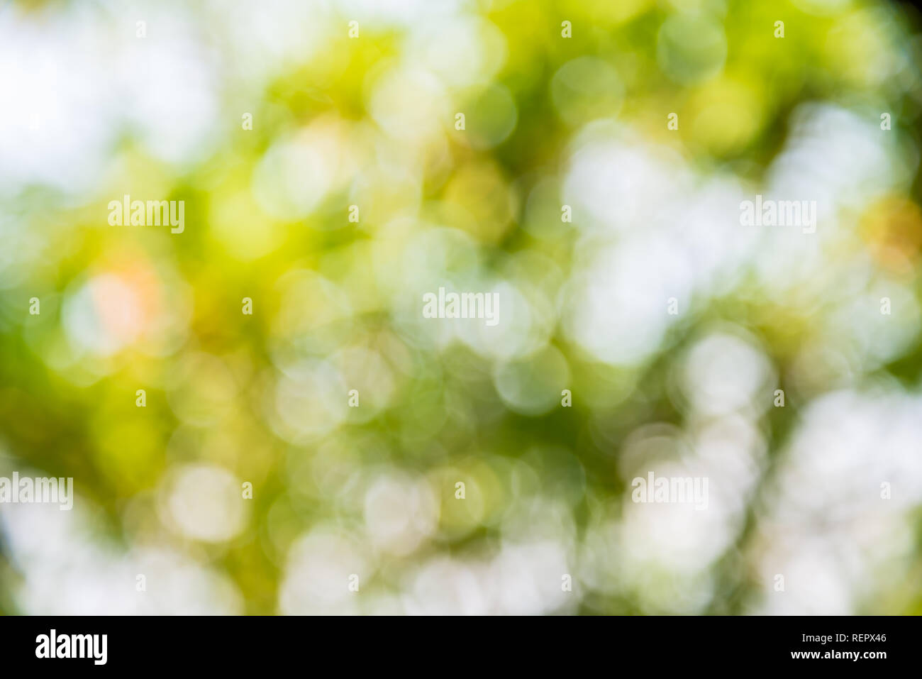 Zoom Shot Out Of Focus Green Tree For Background Bokeh Stock Photo Alamy