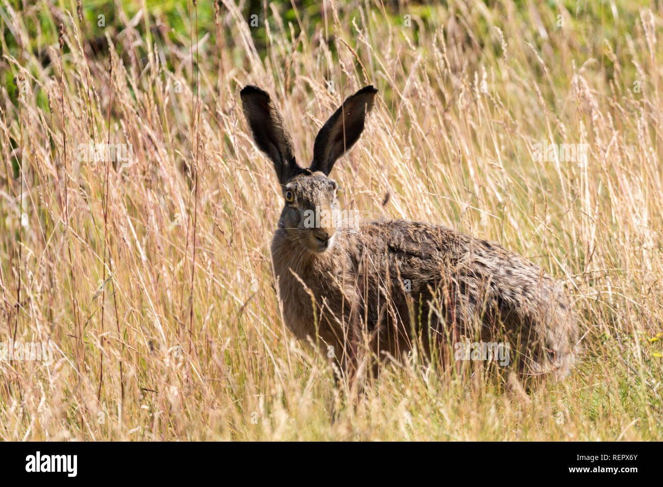urban wildlife - hare in stockholm city Stock Photo
