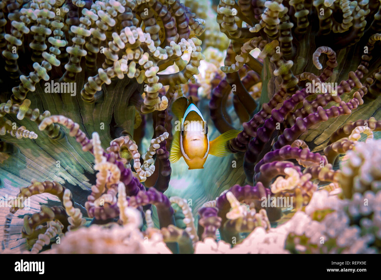 Anemonefish in beaded anemone, facing camera Stock Photo