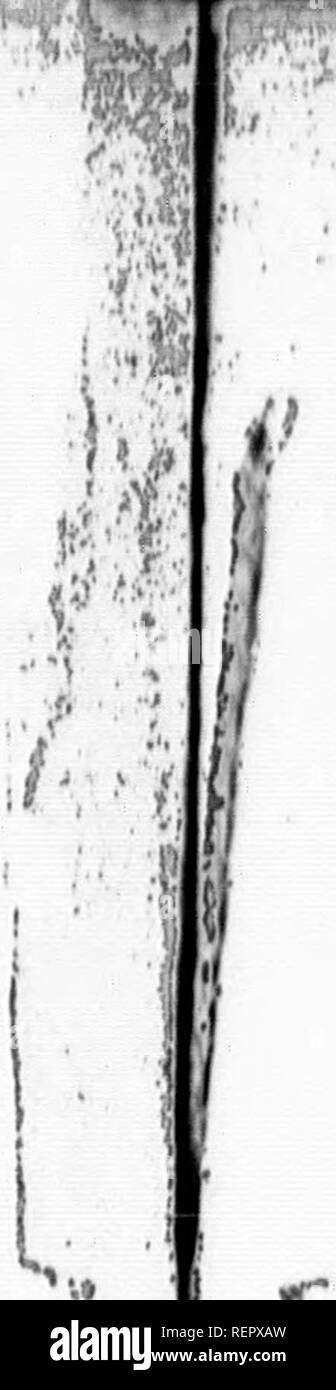 Li Ma Black And White Stock Photos Images Page 3 Alamy