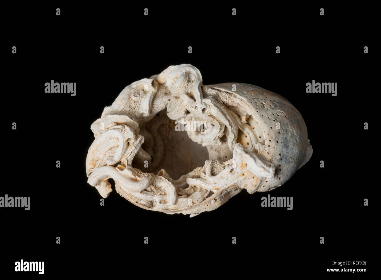 Calcareous tubes that are home to marine worms that have been made on sea shells, in this case a slipper limpet shell washed up on the shore. There ar Stock Photo