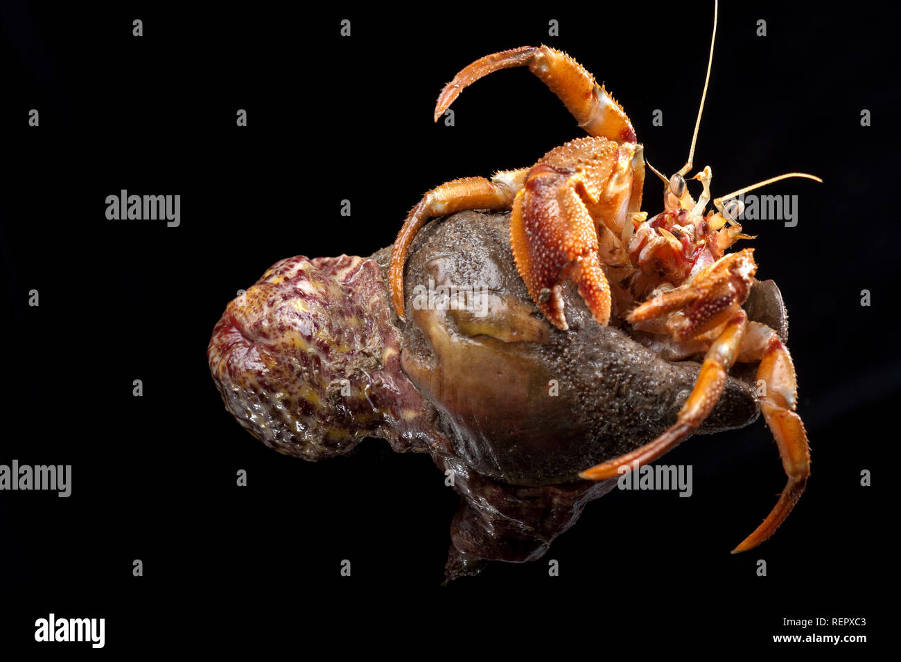 A common hermit crab, Pagurus bernhardus, occupying a whelk shell with a sea anemone, Calliactis parasitica attached to the rear of the shell. Photogr Stock Photo