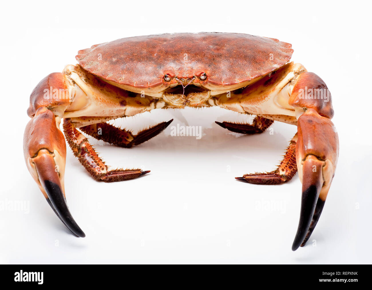 An Edible Or Brown Crab Cancer Pagurus That Was Caught In A Pot Photographed On A White Background Dorset England Uk Gb Stock Photo Alamy An Edible Or Brown Crab Cancer Pagurus That Was Caught In A Pot Photographed On A White Background Dorset England Uk Gb Stock Photo Alamy