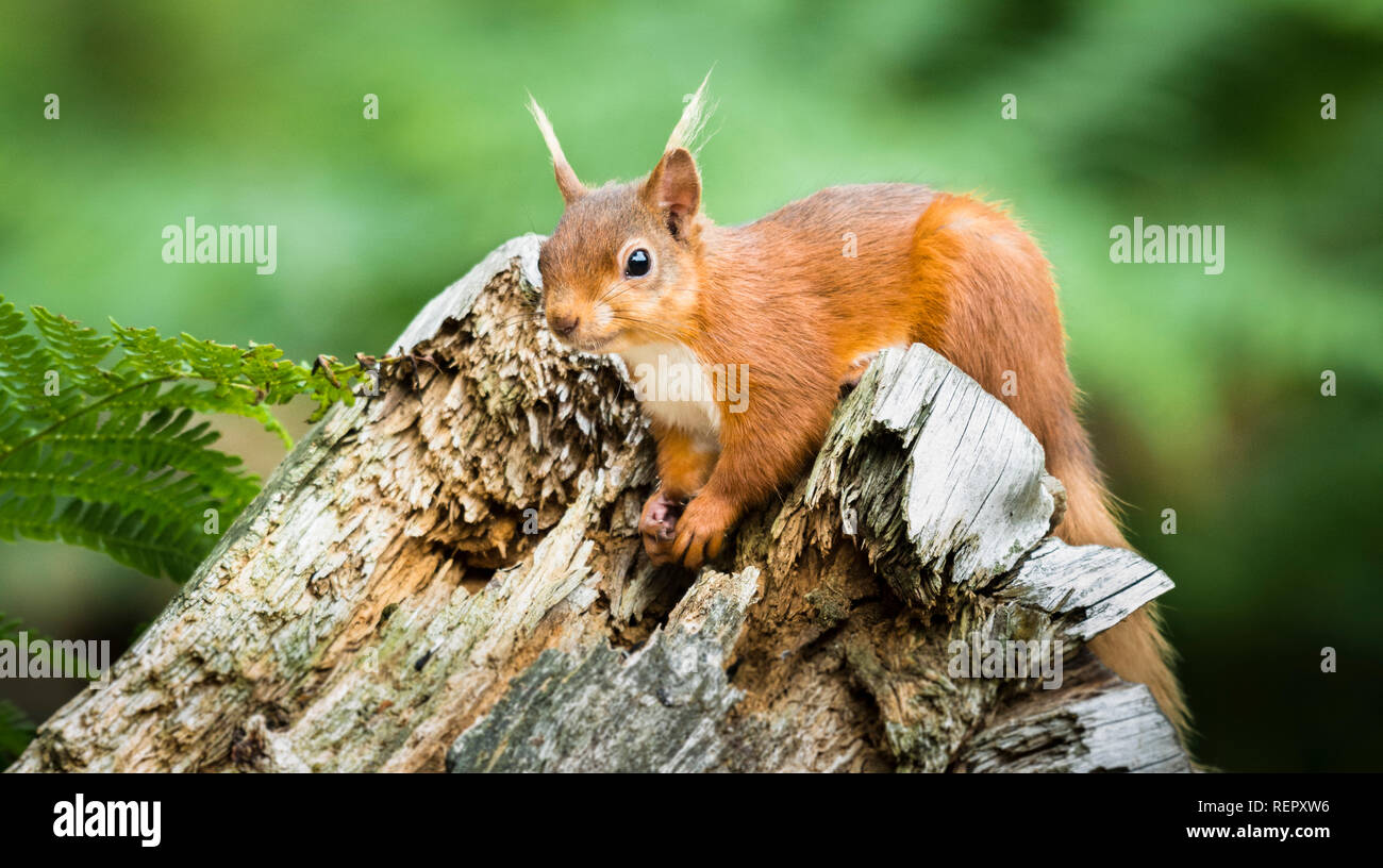 Red squirrel sits watching & listening whilst embedded in the top of an old broken tree stump surrounded by fern coverage in the middle of woodland Stock Photo