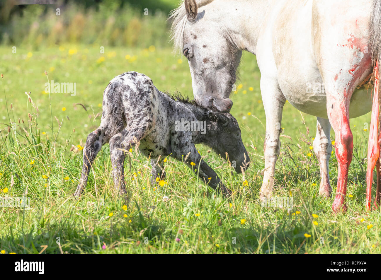 Horse Placenta Treatment Football Clipart