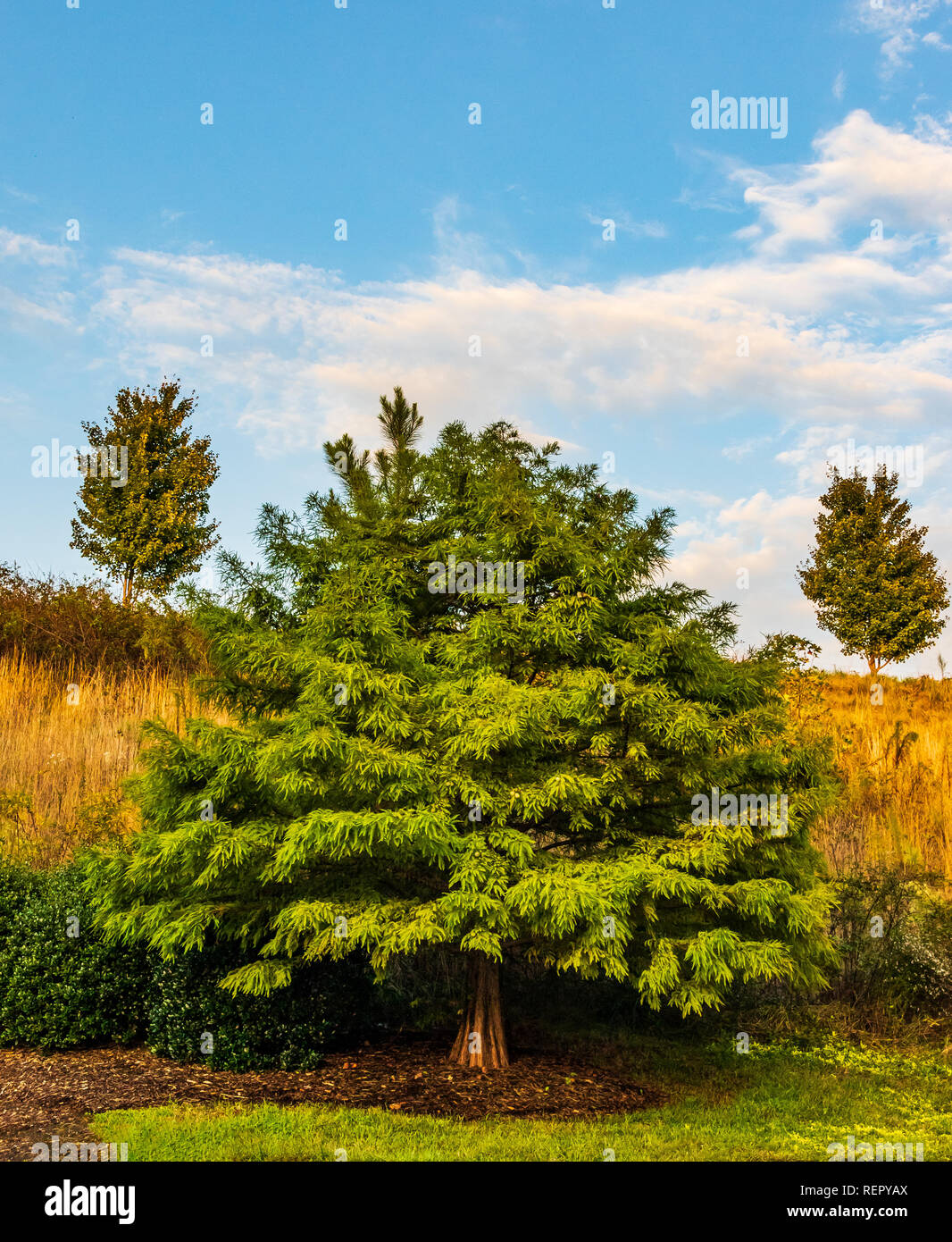 Ornamental trees with golden grassy hill and blue sky. Stock Photo