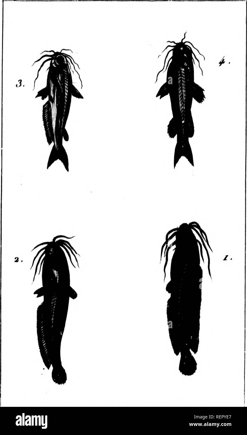 . Histoire naturelle des poissons avec les figures dessinÃ©es d'aprÃ¨s nature [microforme]. Poissons; Fishes. Patf â /fij lom â /'. li x.LE GRENOrnJJEU. a.LS SII.F11K d Etanji 3 . LA IIAO. vJ) AU(VE]S[T . 4, LT- WJ'CiF. Â«*â â¢â¢ f&gt;Â«Ã® (&quot;fts. *;*â â â¢Â«â â¢&quot;;Â«'â â â â¢''. Please note that these images are extracted from scanned page images that may have been digitally enhanced for readability - coloration and appearance of these illustrations may not perfectly resemble the original work.. Bloch, Marcus Elieser, 1723-1799. [Paris] : De l'imprimerie de Crapelet a Paris chez Deter Stock Photo