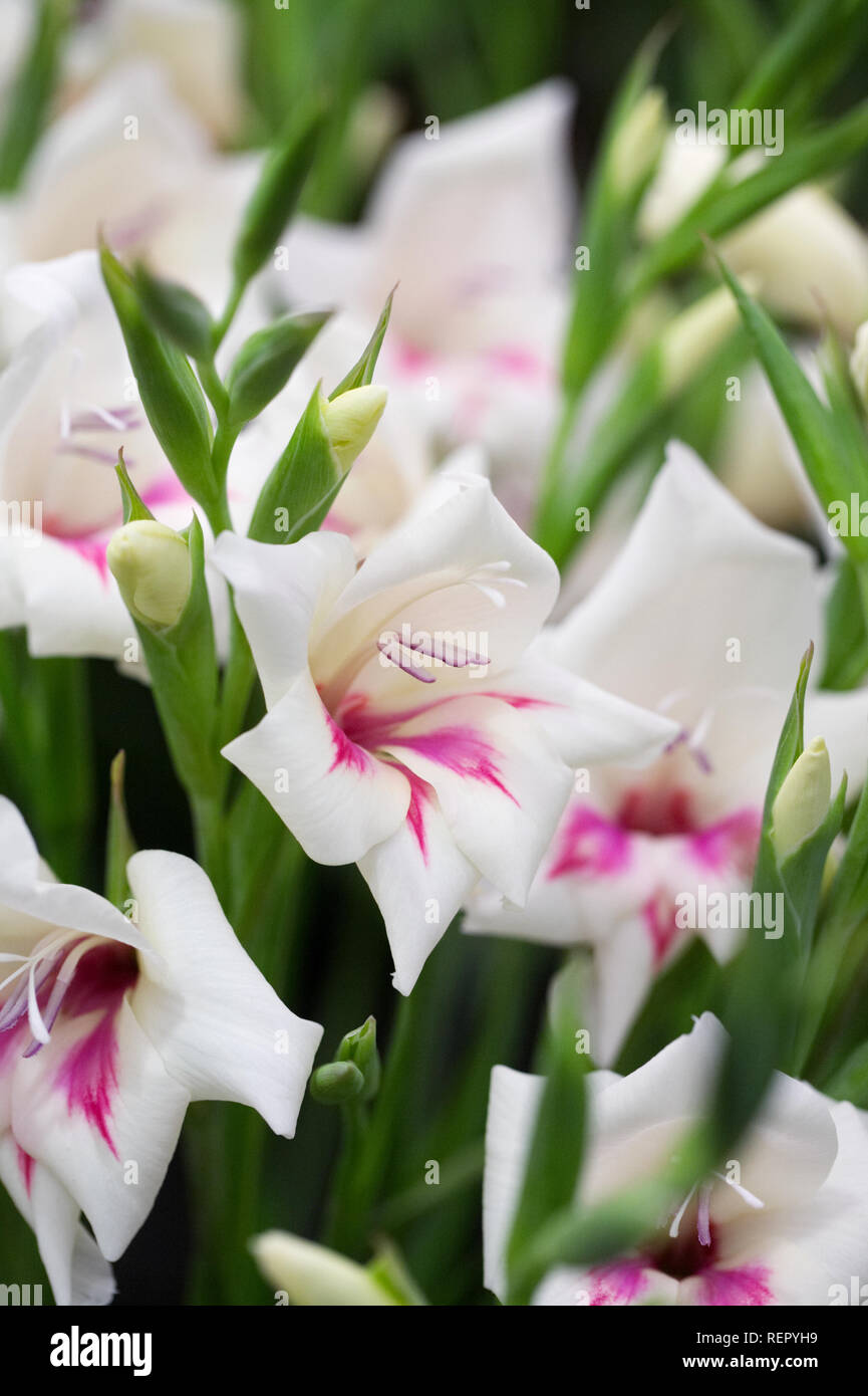Gladiolus 'Carine' flowers. Stock Photo