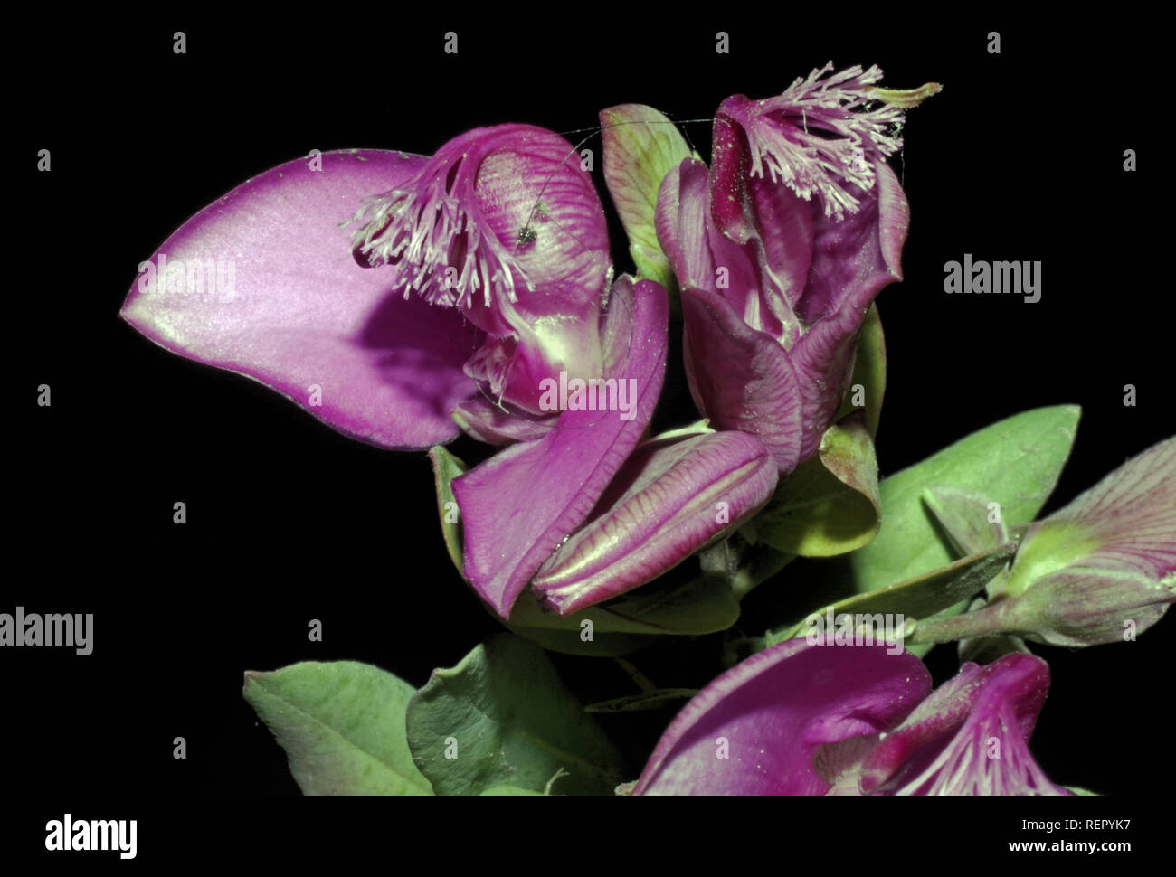 Myrtifolia grandiflora close-up Stock Photo