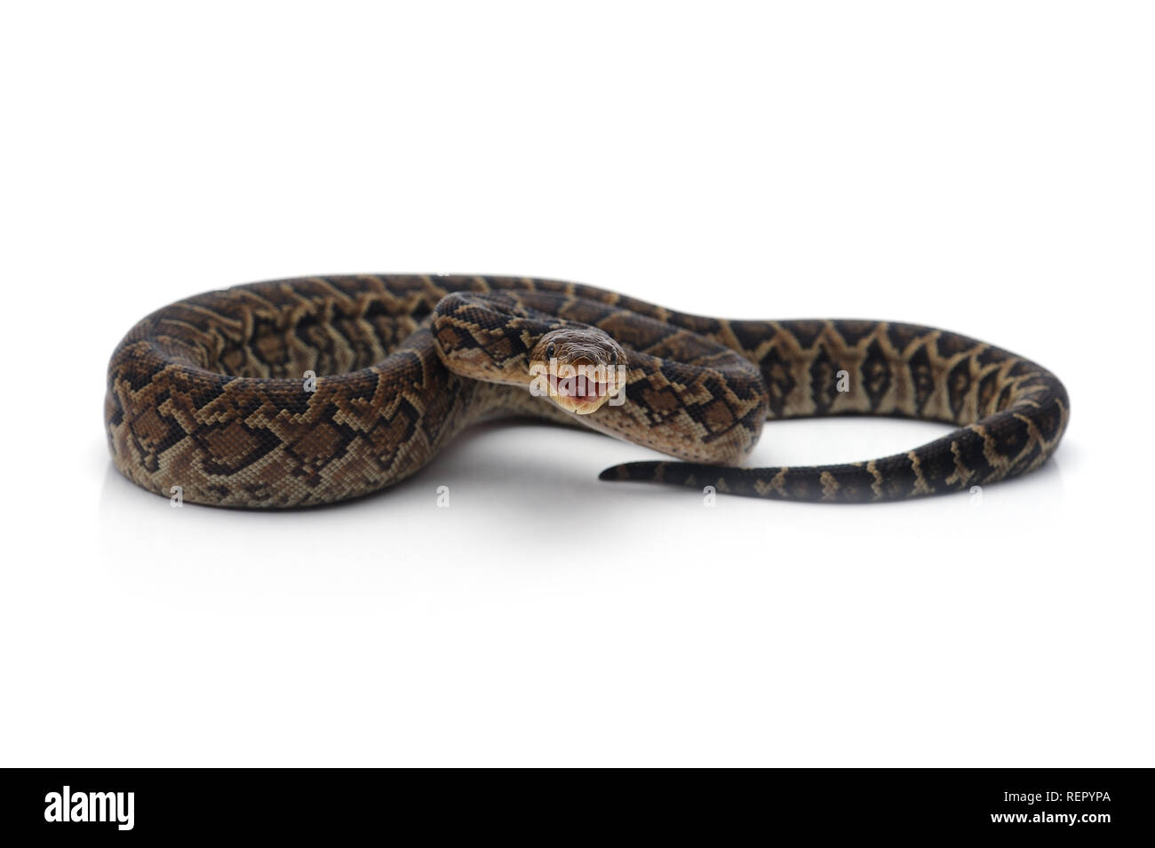 Cuban boa, Epicrates angulifer, this snake is threatened with extinction  Stock Photo - Alamy