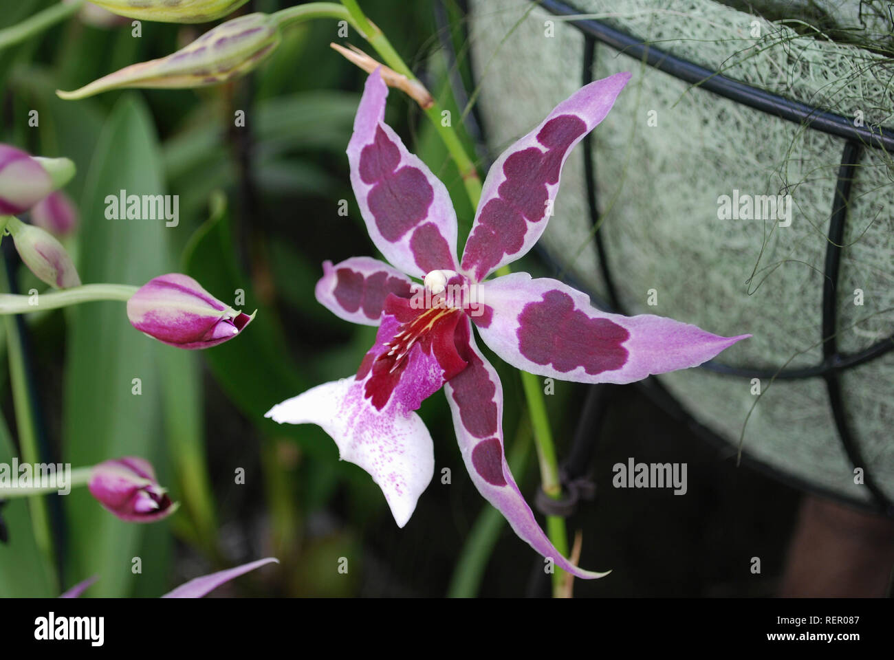 Aliceara (Beallara) Peggy Ruth Carpenter Morning Joy Orchid flower. Stock Photo