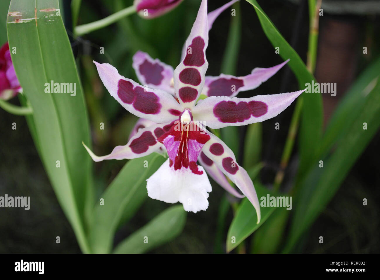 Aliceara (Beallara) Peggy Ruth Carpenter Morning Joy Orchid flower. Stock Photo