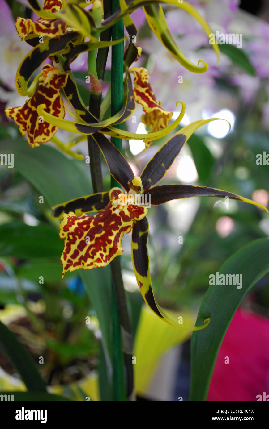 Brassia orchid flower. Decorative plants for gardening and greenhouse. Stock Photo