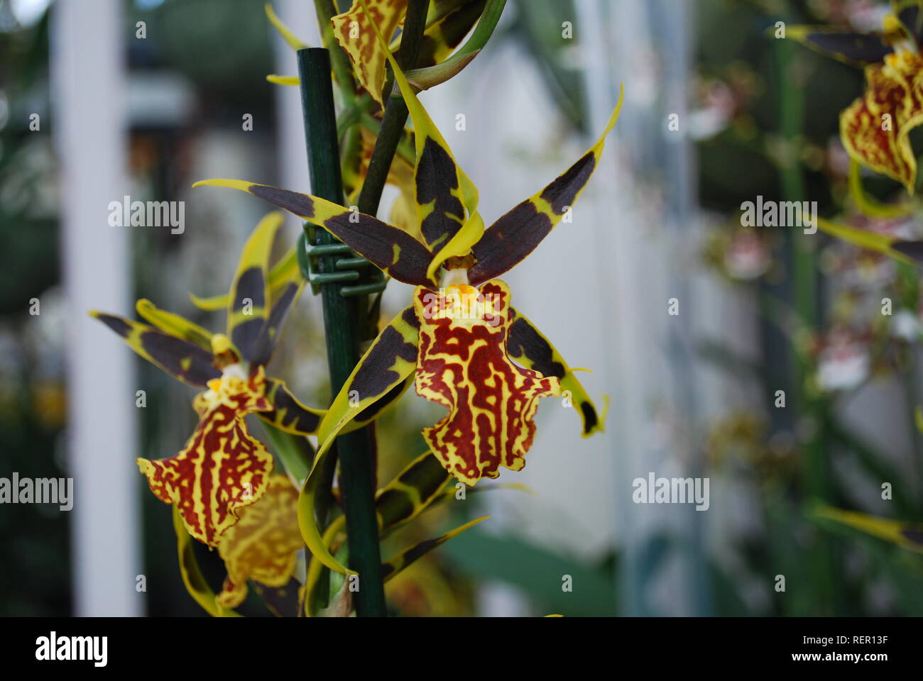 Brassia orchid flower. Decorative plants for gardening and greenhouse. Stock Photo