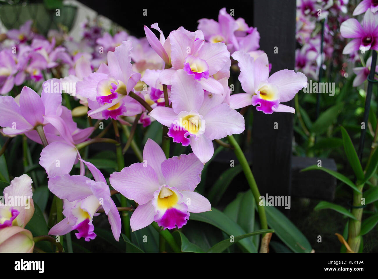 Cattleya loddigesii Occhids flowers. Decorative plants for gardening and greenhouse. Stock Photo