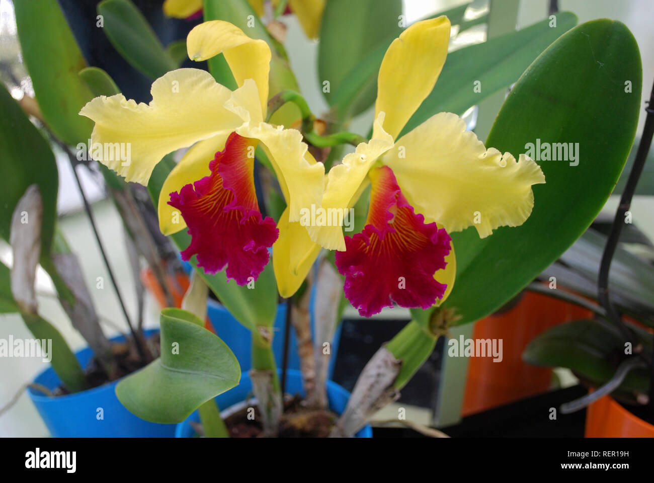 Cattleya dowiana flowers. Decorative plants for gardening and greenhouse. Stock Photo