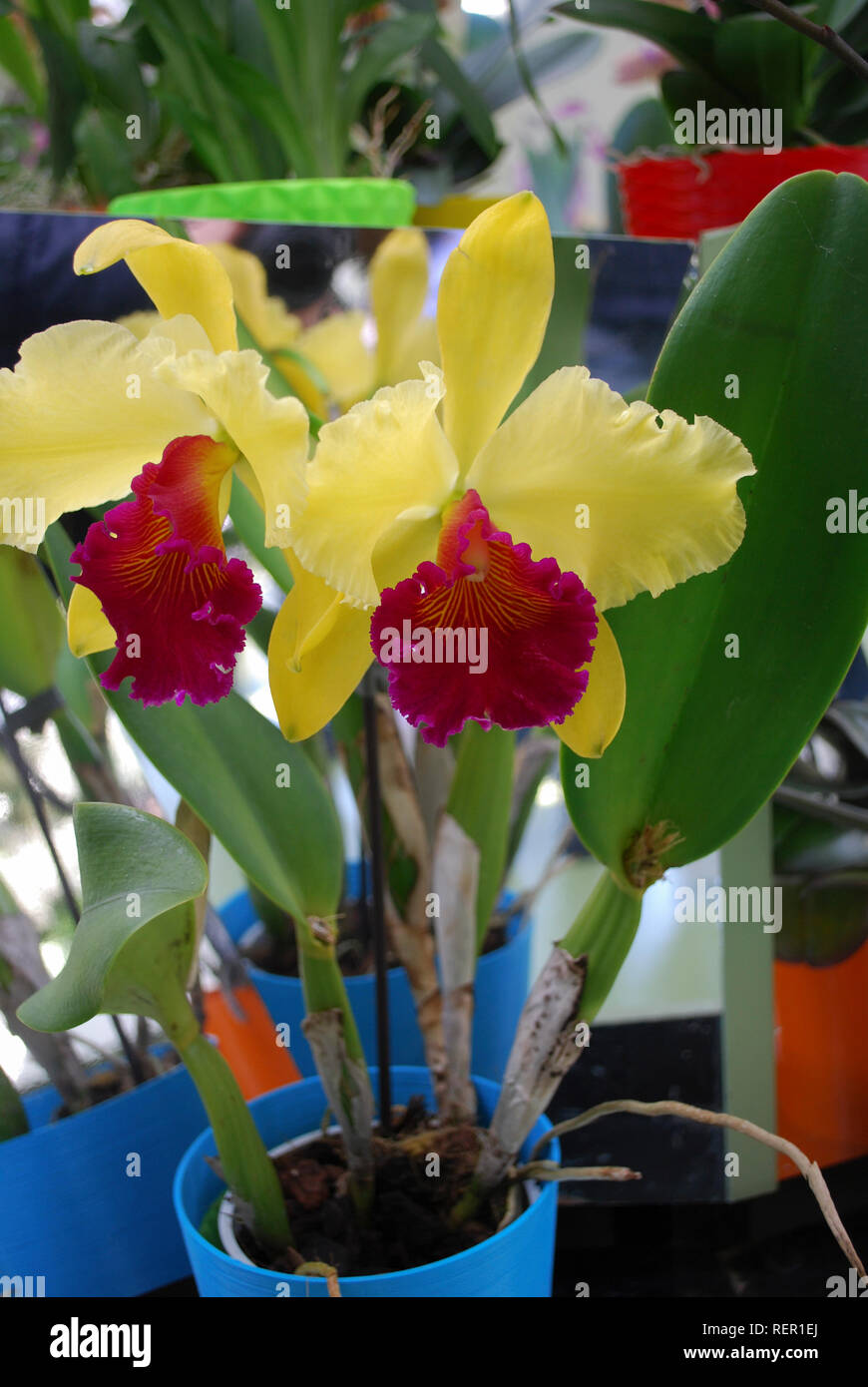 Cattleya dowiana flowers. Decorative plants for gardening and greenhouse. Stock Photo