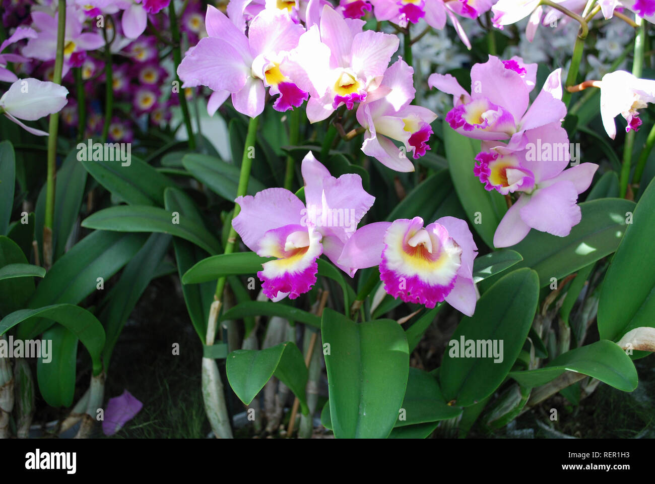 Cattleya mendelii Orchids flowers. Decorative plants for gardening and greenhouse. Stock Photo