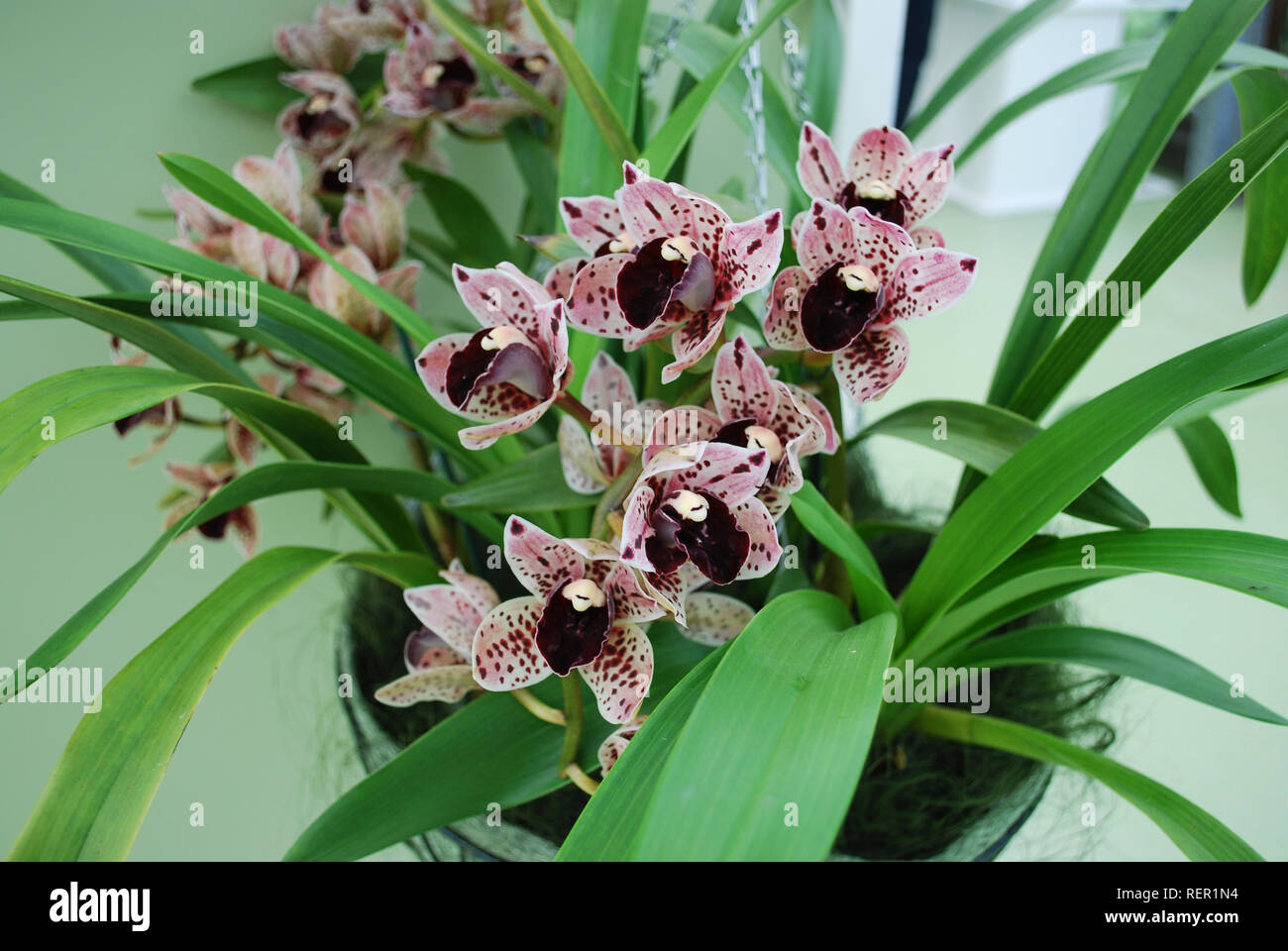 Cymbidium orchid purple flowers. Decorative plants for gardening and greenhouse. Stock Photo