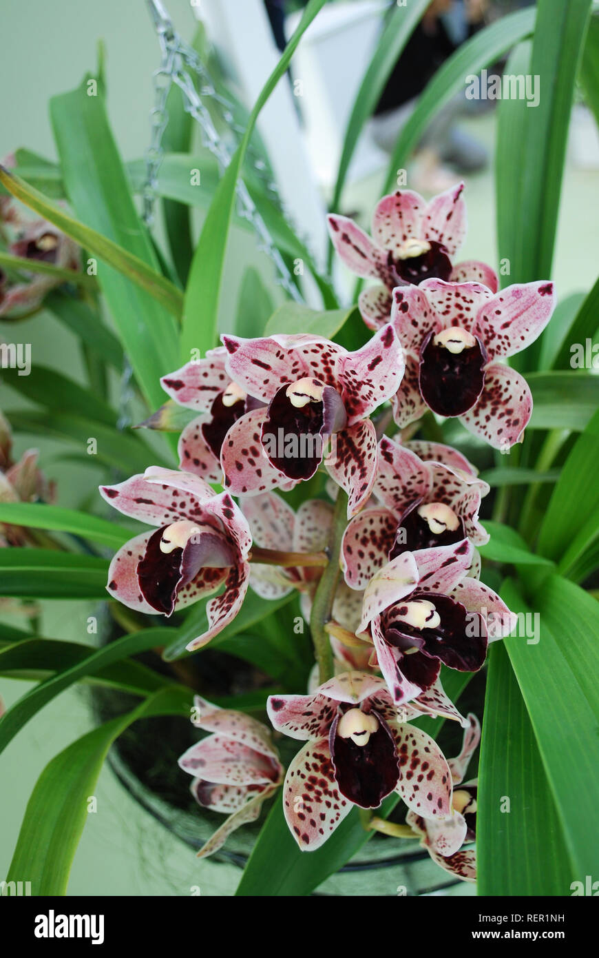 Cymbidium orchid purple flowers. Decorative plants for gardening and  greenhouse Stock Photo - Alamy