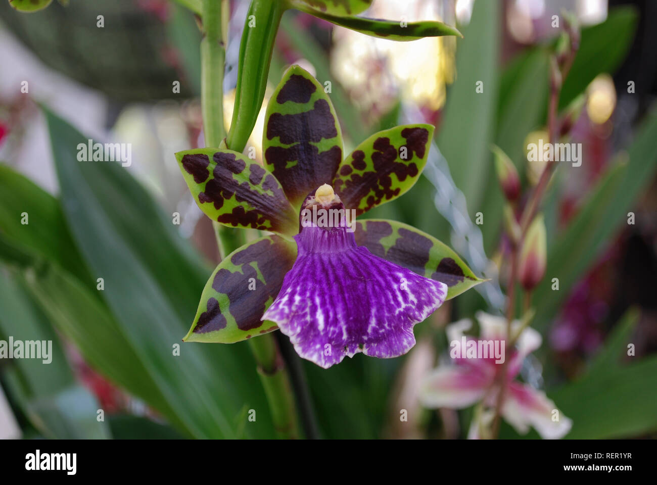 Zygopetalum maculatum Orchid flower. Decorative plants for gardening and greenhouse. Stock Photo