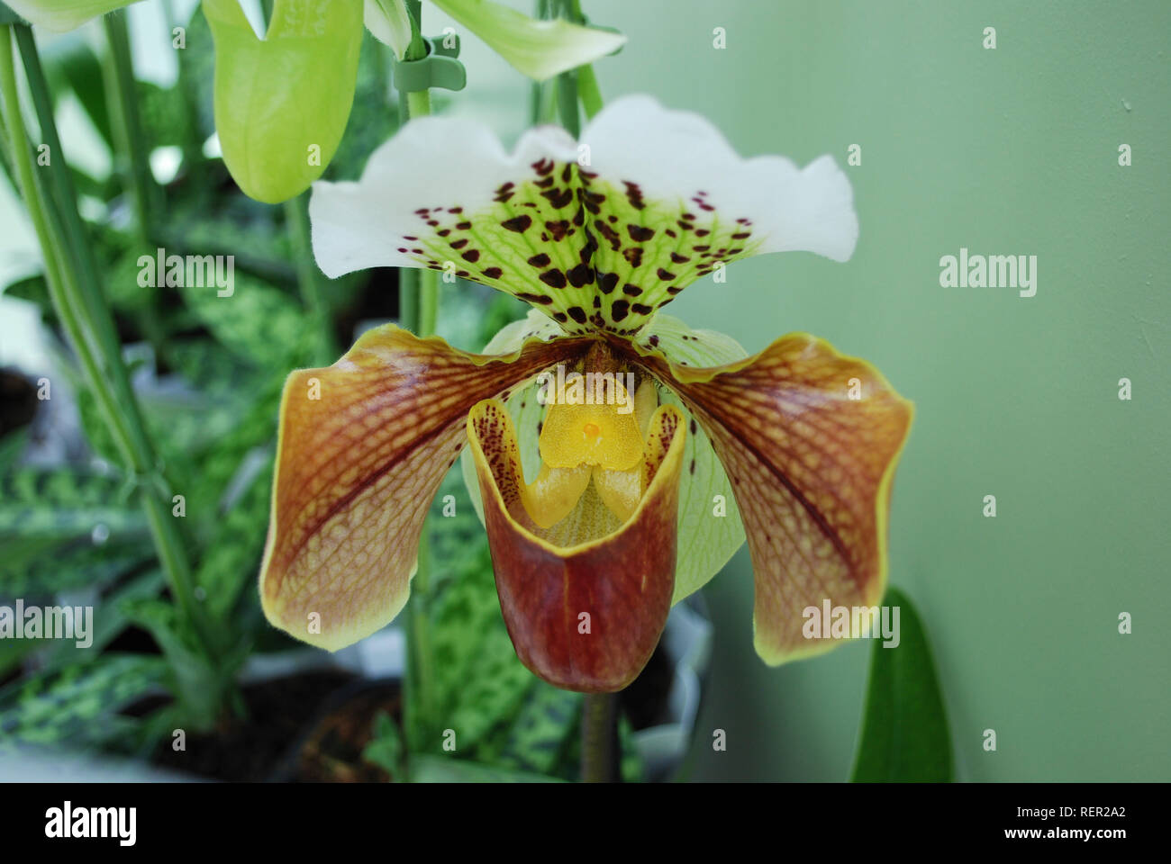Orchid Paphiopedilum flower. Decorative plants for gardening and greenhouse. Stock Photo