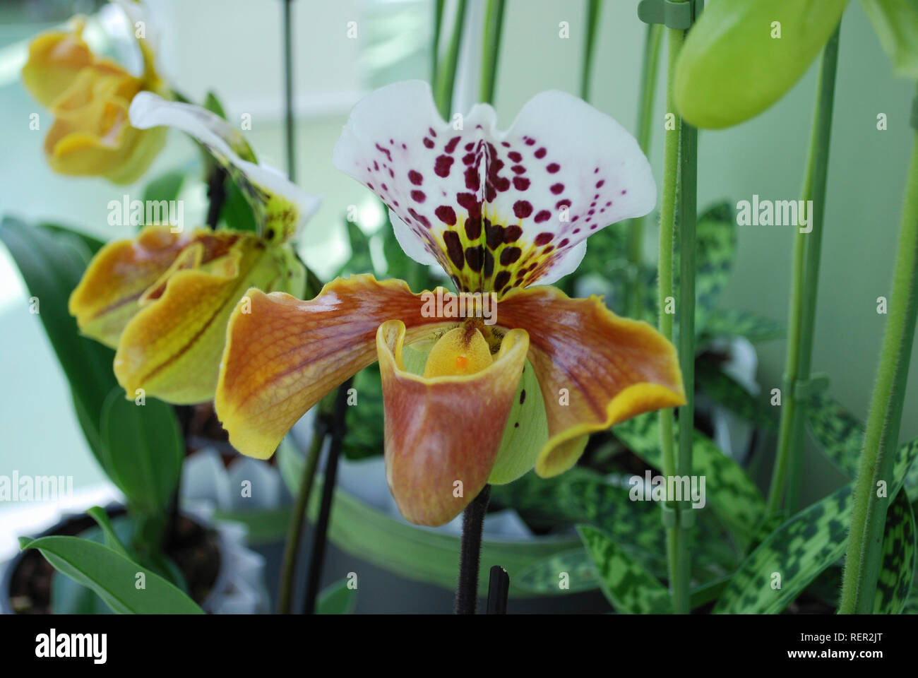 Orchid Paphiopedilum flower. Decorative plants for gardening and greenhouse. Stock Photo