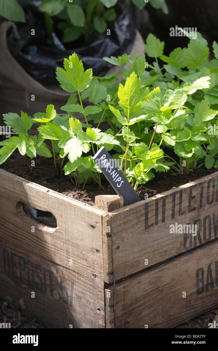 Pastinaca sativa. Parsnips growing in a wooden crate. Stock Photo