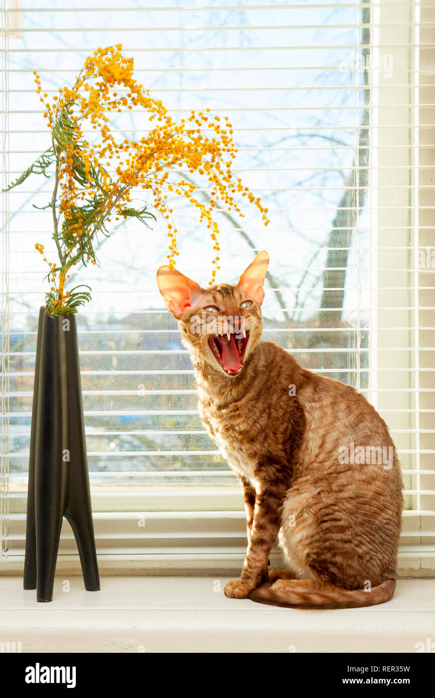 Cat cries sitting against the window blinds Stock Photo Alamy